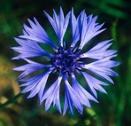 Cyanus segetum Hill