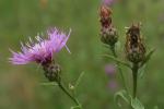 Centaurea nigrescens Willd.