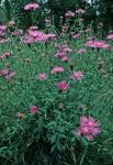 Centaurea nigrescens Willd.