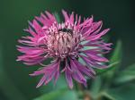 Centaurea nigrescens Willd.
