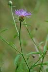Centaurea nigrescens Willd.