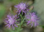 Centaurea stoebe L. ssp. micranthos (S.G. Gmelin ex Gugler) Hayek