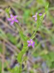 Centaurium pulchellum (Sw.) Druce