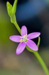 Centaurium pulchellum (Sw.) Druce