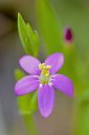 Centaurium pulchellum (Sw.) Druce