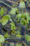 Centella erecta (L. f.) Fern.