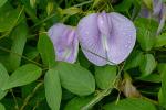 Centrosema virginianum (L.) Benth. ssp. virginianum