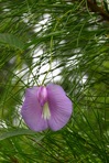 Centrosema virginianum (L.) Benth. ssp. virginianum