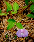 Centrosema virginianum (L.) Benth. ssp. virginianum