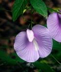 Centrosema virginianum (L.) Benth. ssp. virginianum