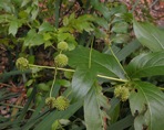Cephalanthus occidentalis L.