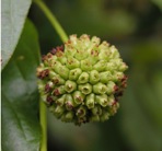 Cephalanthus occidentalis L.