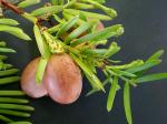 Cephalotaxus harringtonia (J. Knight ex Forbes) Koch