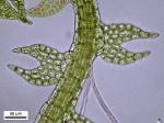 Cephalozia bicuspidata (L.) Dumort.