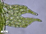 Cephalozia bicuspidata (L.) Dumort.