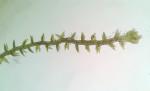 Cephaloziella hampeana (Nees) Schiffn. ex Loeske