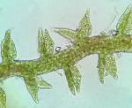 Cephaloziella hampeana (Nees) Schiffn. ex Loeske