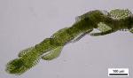 Cephaloziella rubella (Nees) Warnst.