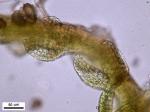 Cephaloziella rubella (Nees) Warnst.