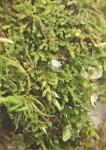 Cephaloziella spinicaulis Doulin
