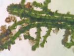 Cephaloziella spinicaulis Doulin