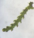 Cephaloziella spinicaulis Doulin