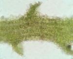 Cephaloziella spinicaulis Doulin