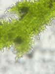 Cephaloziella spinicaulis Doulin