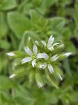 Cerastium glomeratum Thuill.