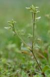 Cerastium glomeratum Thuill.