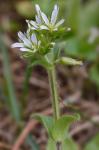 Cerastium glomeratum Thuill.