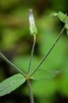 Cerastium nutans Raf.