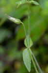 Cerastium nutans Raf.