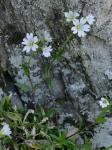 Cerastium velutinum Raf. var. velutinum