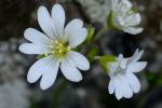 Cerastium velutinum Raf. var. velutinum