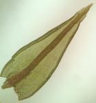 Ceratodon purpureus (Hedw.) Brid. ssp. purpureus