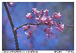 Cercis canadensis L. var. canadensis