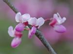 Cercis canadensis L. var. canadensis