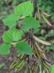 Cercis canadensis L. var. canadensis