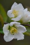 Chaenomeles japonica (Thunb.) Lindl.