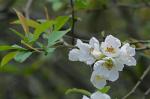 Chaenomeles japonica (Thunb.) Lindl.