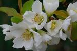 Chaenomeles japonica (Thunb.) Lindl.