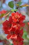 Chaenomeles speciosa (Sweet) Nakai
