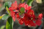 Chaenomeles speciosa (Sweet) Nakai