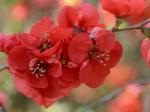 Chaenomeles speciosa (Sweet) Nakai