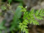 Chaerophyllum procumbens (L.) Crantz var. procumbens