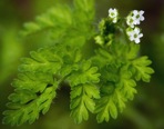Chaerophyllum tainturieri Hook.