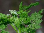 Chaerophyllum tainturieri Hook.
