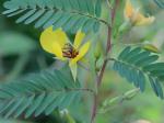 Chamaecrista fasciculata  (Michx.) Greene var. fasciculata