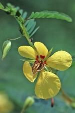 Chamaecrista fasciculata  (Michx.) Greene var. fasciculata